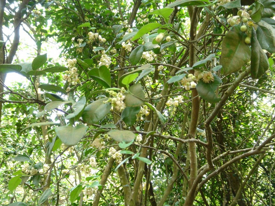 柚子花 攝影：陳美吟