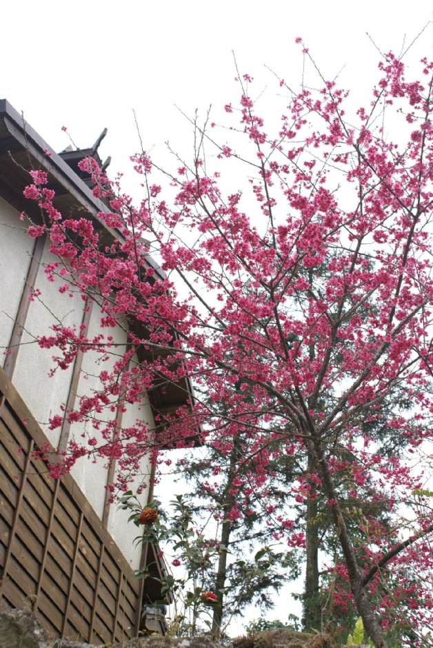 內湖國小種植櫻花樹 攝影：Eva隨手拍