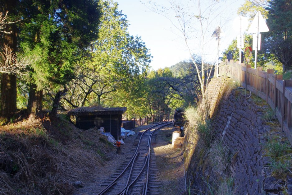 水山巨木步道 攝影：Eva隨手拍