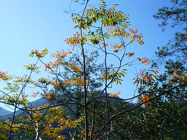 漆樹科 木蠟樹(山漆) 攝影：老山羊資訊網