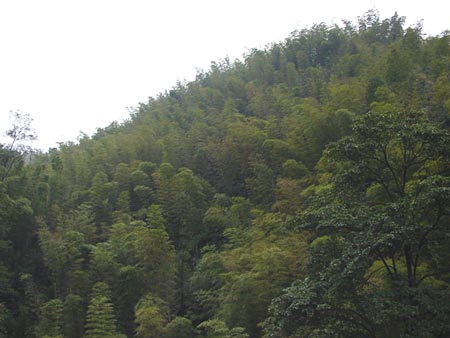 蜀南竹海-04 攝影：四川旅遊信息網