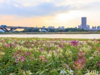 延平河滨公园（2023花海）<br/> 摄影：圖片來源_台北市政府工務局水利處官網