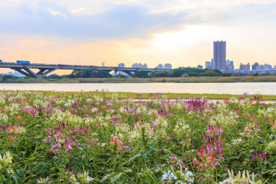 延平河滨公园（2023花海） 摄影：圖片來源_台北市政府工務局水利處官網