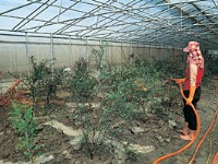 草藥種植區<br/> 攝影：雲林縣政府