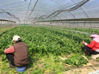 採收菠菜<br/> 攝影：台大山地實驗農場-南投梅峰
