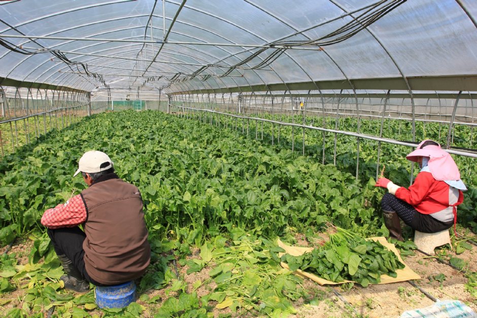 採收菠菜 攝影：台大山地實驗農場-南投梅峰