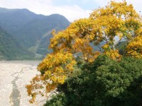 虎山吊橋旁的無患子<br/> 攝影：老山羊