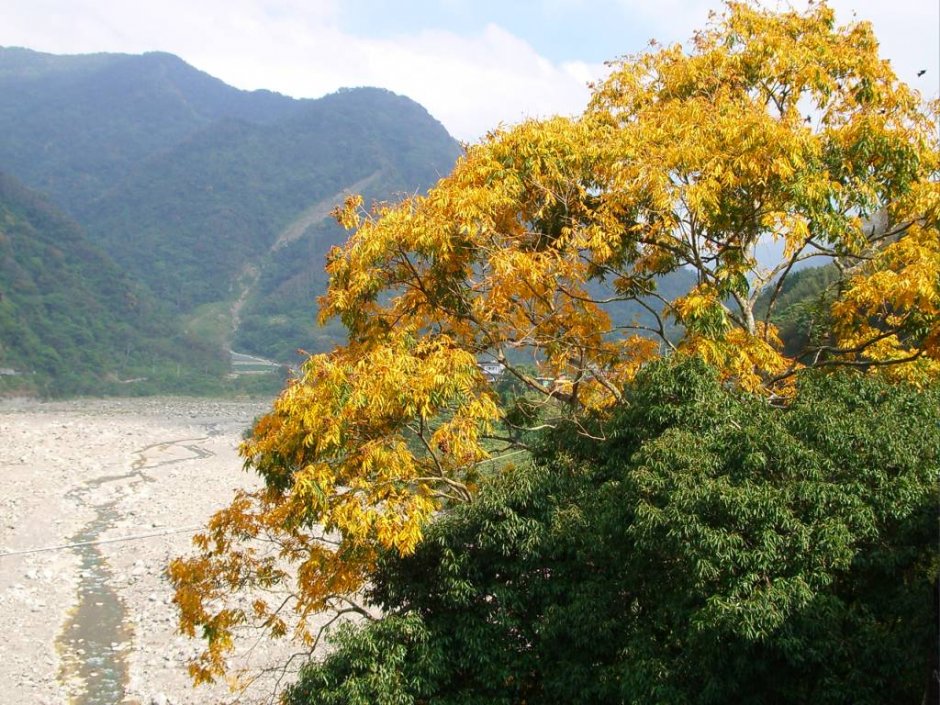 虎山吊橋旁的無患子 攝影：老山羊