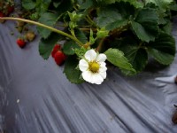大湖酒莊週邊草莓園<br/> 攝影：Eva隨手拍