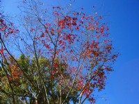 青楓紅了<br/> 攝影：老山羊部落格