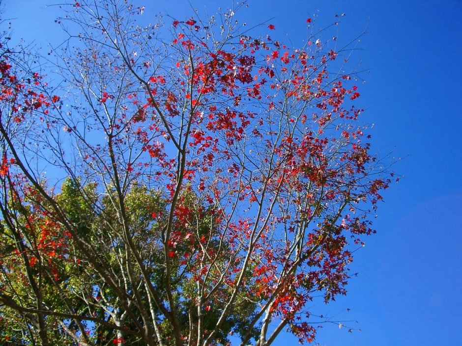 青楓紅了 攝影：老山羊部落格