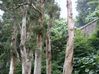 園內整齊筆直的樹林一景<br/> 攝影：曾婉玲