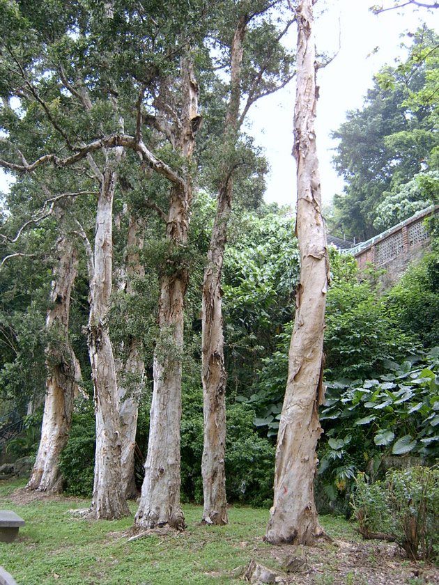 園內整齊筆直的樹林一景 攝影：曾婉玲