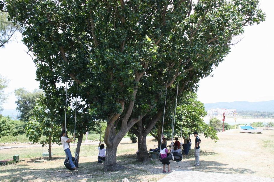 大樹下的盪鞦韆 攝影：老山羊部落格