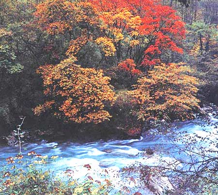 秋林清溪 攝影：四川旅遊信息網
