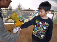 鳳凰谷鳥園C區鸚鵡餵食秀<br/> 攝影：三井