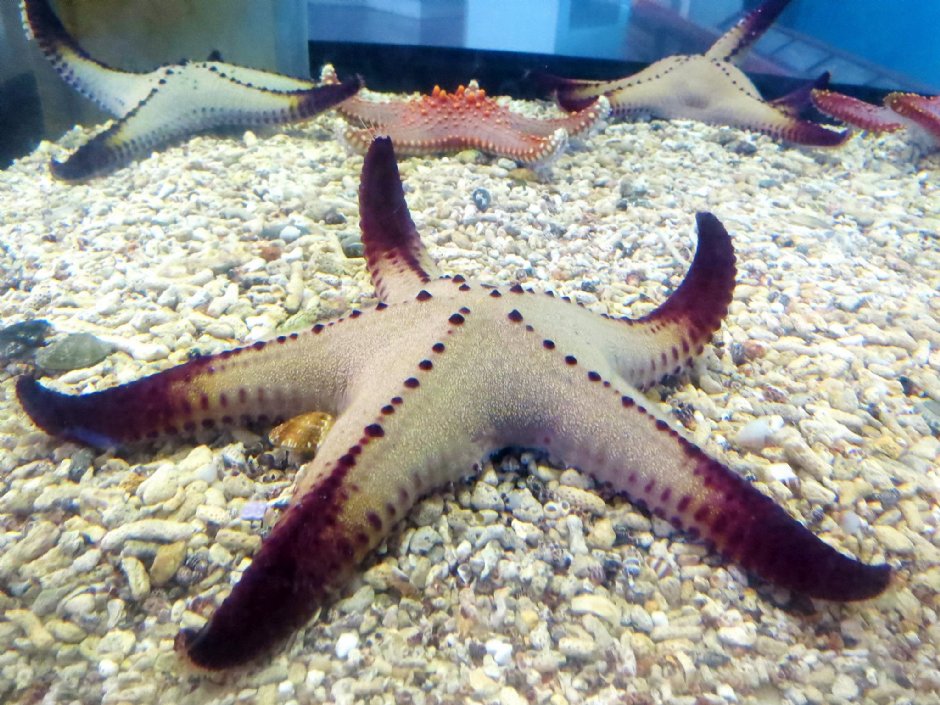 澎湖水族館生態 攝影：澎湖水族館
