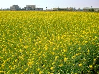 通宵油菜花<br/> 摄影：Eva隨手拍