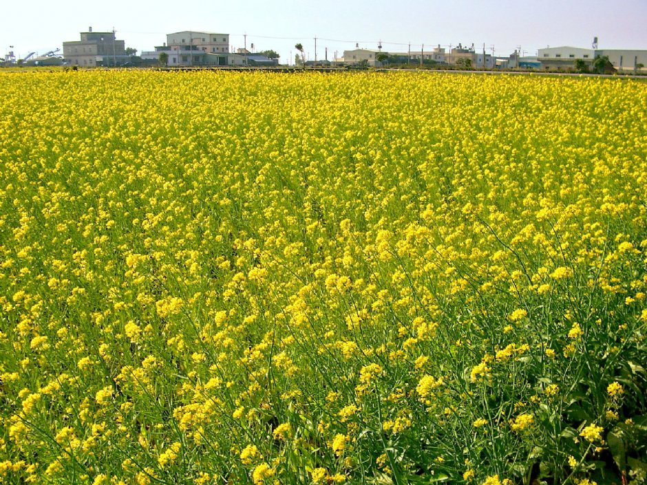 通宵油菜花 摄影：Eva隨手拍