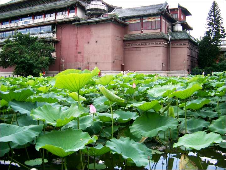 荷花池 攝影：Eva隨手拍