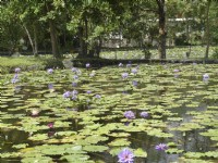 蓮城蓮花園<br/> 攝影：圖片來源_花蓮縣觀光資訊網