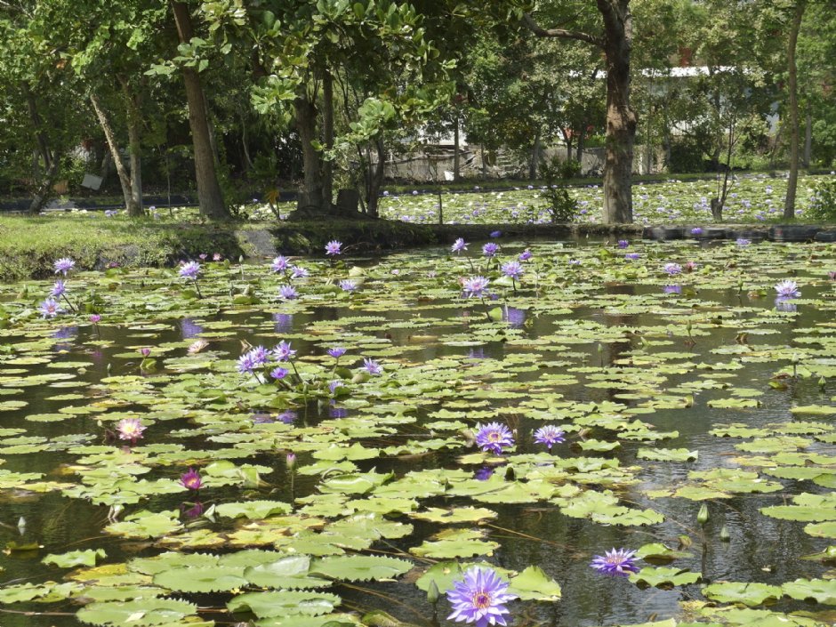 蓮城蓮花園 攝影：圖片來源_花蓮縣觀光資訊網