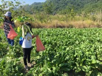 美濃月光山白玉蘿蔔園<br/> 攝影：旅遊王攝影組
