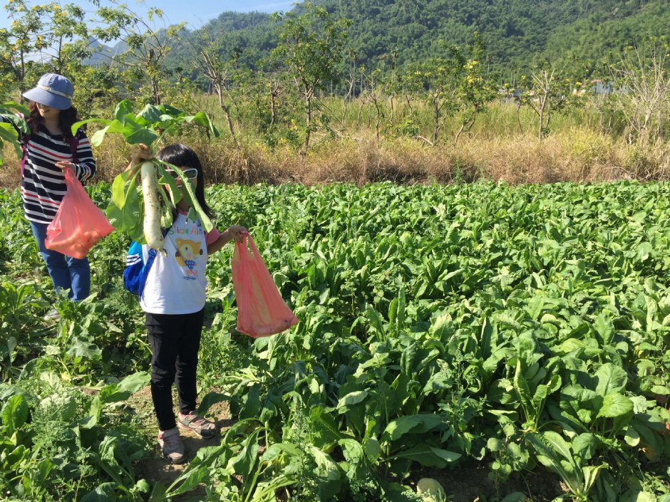 美濃月光山白玉蘿蔔園 攝影：旅遊王攝影組