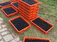 園區介紹<br/> 攝影：果寶歡酵觀光工廠