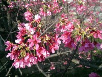 基隆中正公園賞櫻<br/> 攝影：Eva隨手拍