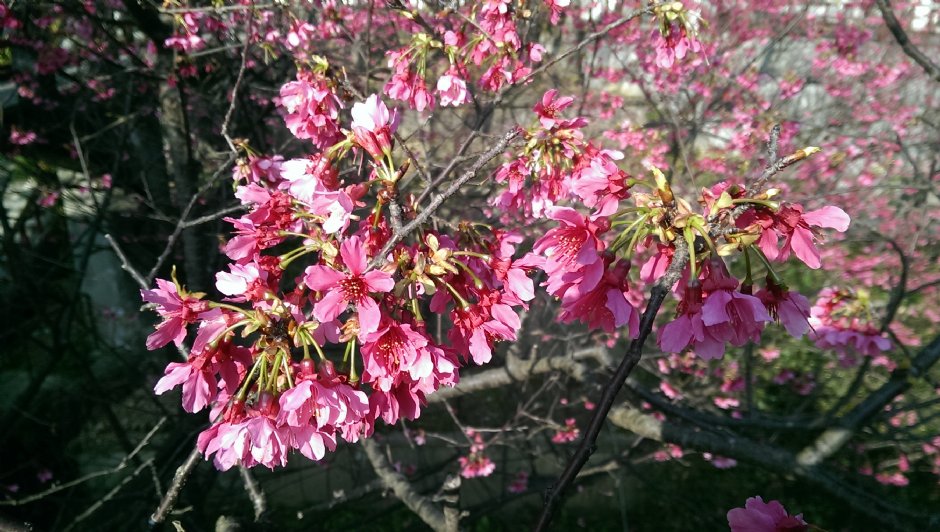 基隆中正公園賞櫻 攝影：Eva隨手拍