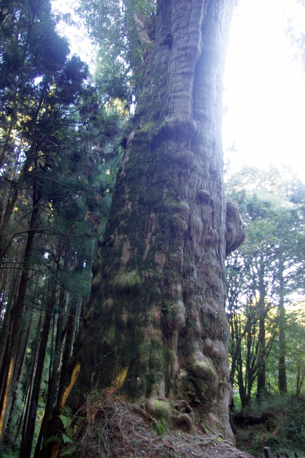 水山巨木步道 攝影：Eva隨手拍