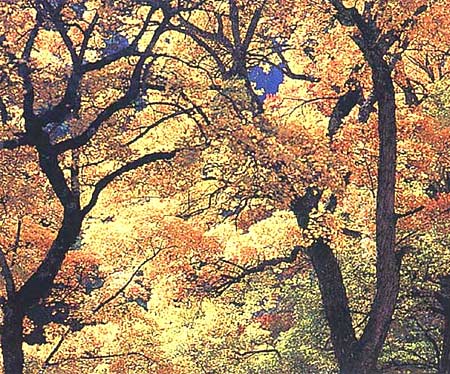 漫天紅葉 攝影：四川旅遊信息網
