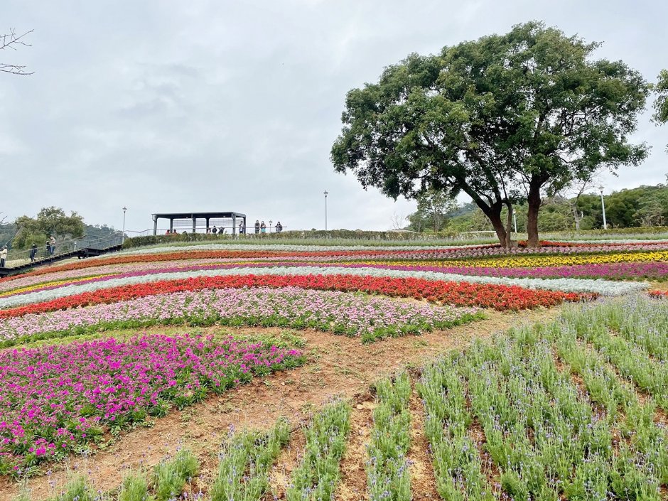 北投社三層崎公園大片花海被譽為台版富良野 攝影：Eva隨手拍