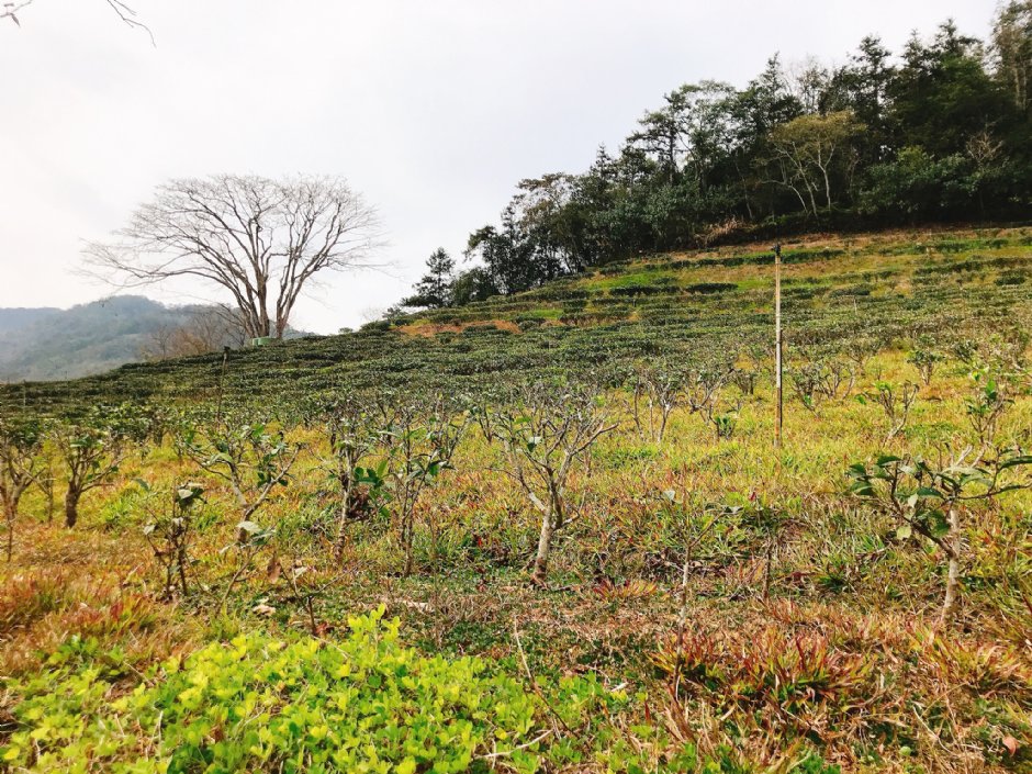 日月老茶廠 攝影：陳皮梅