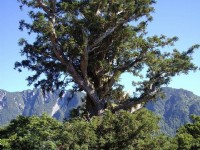 碧綠神木<br/> 攝影：老山羊資訊網