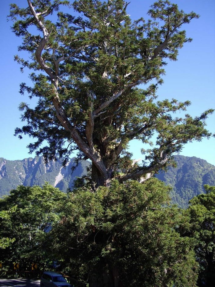 碧綠神木 攝影：老山羊資訊網