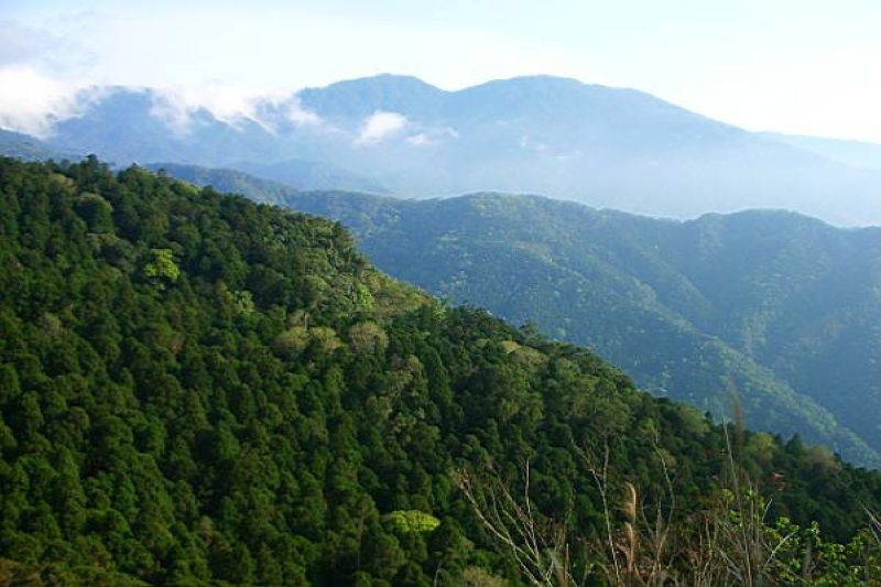 眺望森林山景 攝影：老山羊部落格