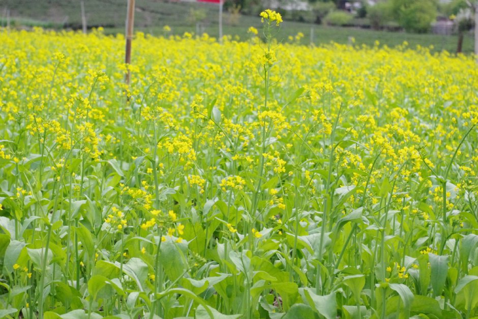 草坪頭玉山觀光茶園 攝影：Eva隨手拍