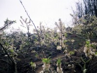 烏松崙百花盛開<br/> 攝影：Eva隨手拍