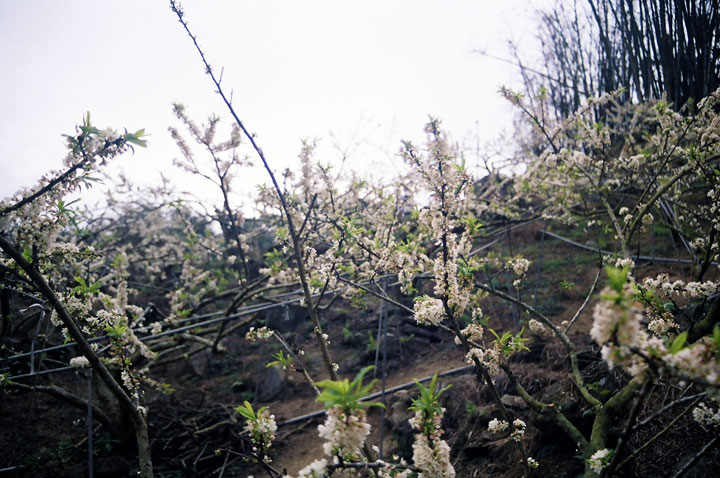烏松崙百花盛開 攝影：Eva隨手拍