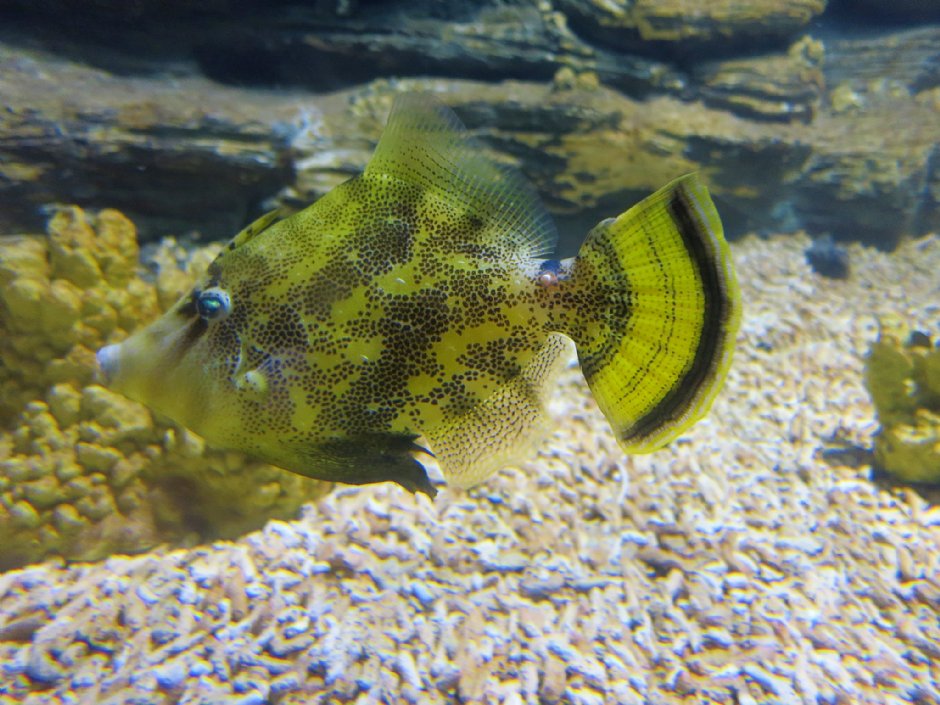 澎湖水族館生態 攝影：澎湖水族館