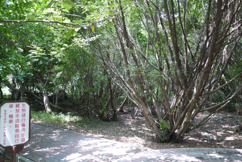 原生植物園 攝影：三井