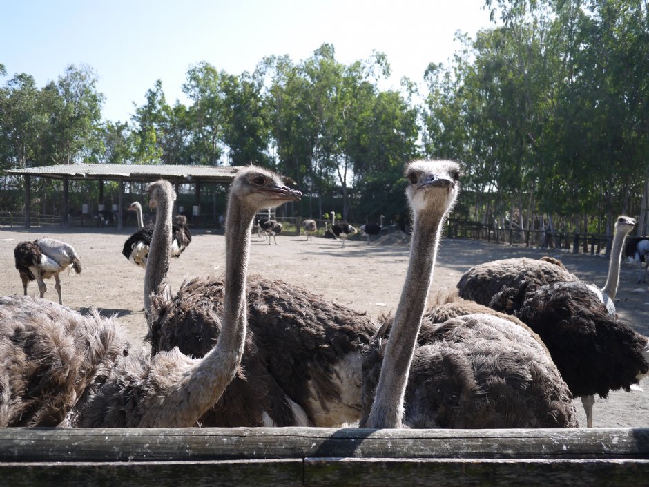 頑皮世界鴕鳥園 攝影：三井