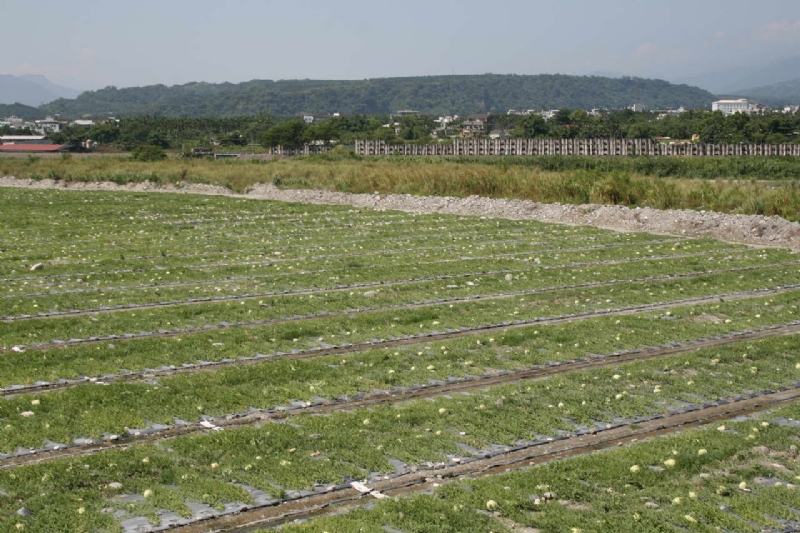 舞鶴台地的茶園 攝影：老山羊部落格
