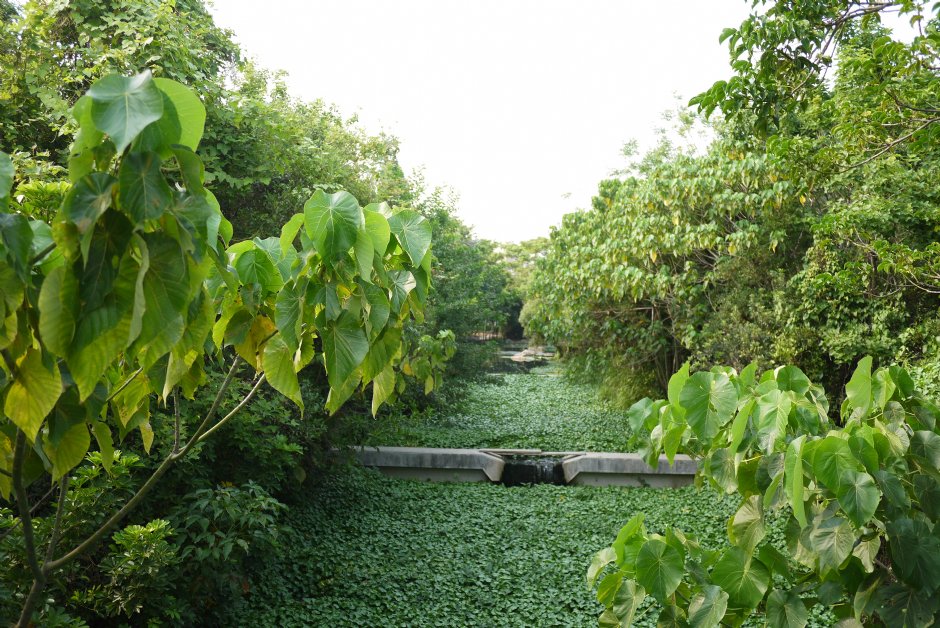 高雄巿立美術館生態公園 攝影：三井