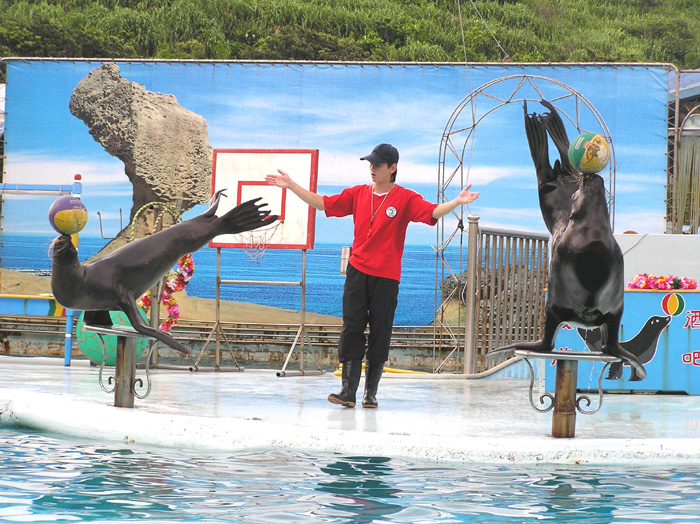 海獅表演 攝影：野柳海洋世界