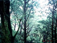 肖楠巨林群一景<br/> 攝影：南投縣政府