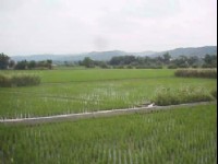 田園風光<br/> 攝影：郭香妙