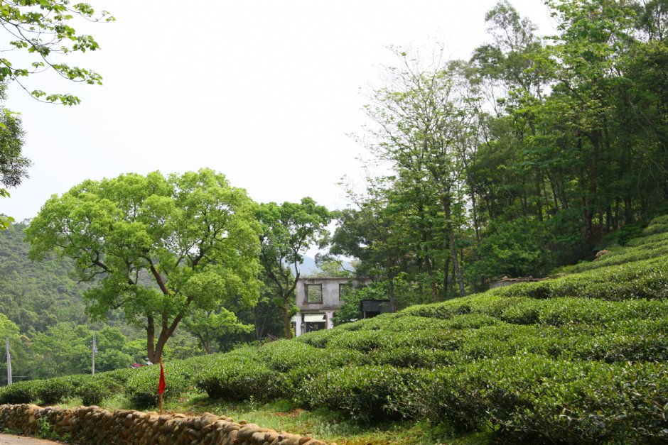 茶園 攝影：簡時強
